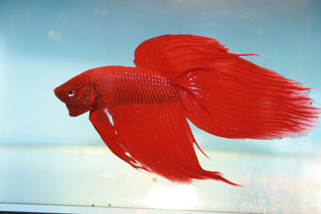 02 Peter-Barwald-Red-Veiltail